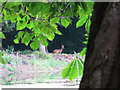 Solitary deer on far bank of pond