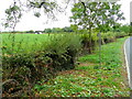 Footpath north from Collin Lane