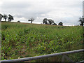 Field of Maize