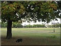 TQ2874 : Under the spreading chestnut tree, on Clapham Common by Chris Reynolds
