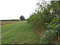 Hedgerow beside farm track