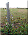 A cattle pasture on Poplar Farm