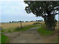 Tree by the farm road