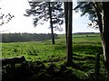 Trees by the path to Craigton