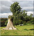 Regenerating  ash tree