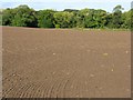 Newly sown wheat field at Williamrig