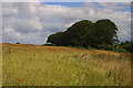 Beech (Fagus sylvatica) on Grove Farm