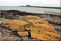 SH3393 : Rocky beach at Cemlyn Bay, Anglesey by Jeff Buck