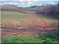 Fields near Marston Firs