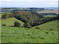 Woodland above Higher Nunnington Farm