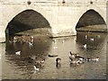 Geese and gulls neath Clopton Bridge