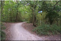 TR1263 : Footpath junction on Crab and Winkle Way Cyclepath in Clowes Wood by David Anstiss
