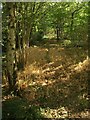 Footpath to Cobhay Moor Plantation