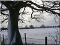 Field in Winter