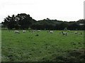 Sheep At Winterbottom Farm