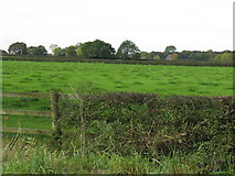 SJ7082 : Fields Off Rowleybank Lane by Peter Whatley