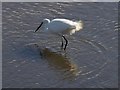 Little egret, Kingsbridge