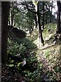 The Antonine Wall near Westerwood