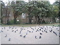 Pigeons in Western Road