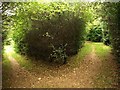 Path junction, Efford Marsh Nature Reserve