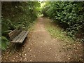 Footpath, Efford Marsh Nature Reserve