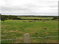 Horse play in field