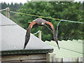 A hawk on the wing - the Northeast Falconry Centre