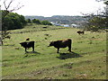 Cattle from Crete Road West