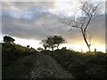 Bridleway towards Banc Pistill-Gwyn