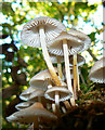 Fungi on a tree stump, Stanton Park, Swindon