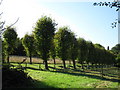 Pollarded trees near Mickleham