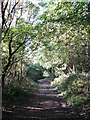 Bridleway on Headley Heath