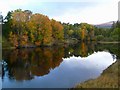 Autumn colour at Kincraig