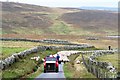 HU5140 : Noss sheep being driven past Sildries croft by john bateson