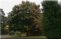 Tree changing colour on Broomfield Road