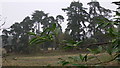 Clump of trees in field near Blackmoor