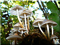 Small fungi on a tree stump, Stanton Park, Swindon