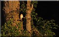 Barn Owl