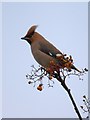 Waxwing