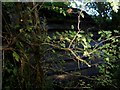ST8373 : Rag Mill water wheel among trees by David Corking