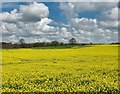 Rapeseed field