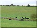 SY8099 : Cows by a Stream by Nigel Mykura
