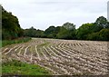 Maize Stubble