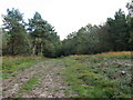 Clearing in trees near bridleway exit to Chelwood Gate