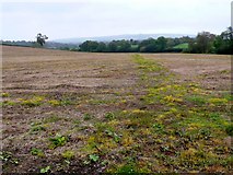 ST7611 : Fields near Fifehead Neville by Nigel Mykura