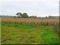 Maize Field near Rivers Corner.