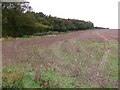 ST7905 : Fields near Woolland by Nigel Mykura