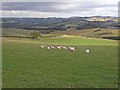 Field with sheep below Hartwoodmyres