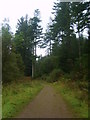 Track, Blengdale Forest