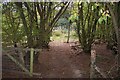 Footpath through Barnfield Wood